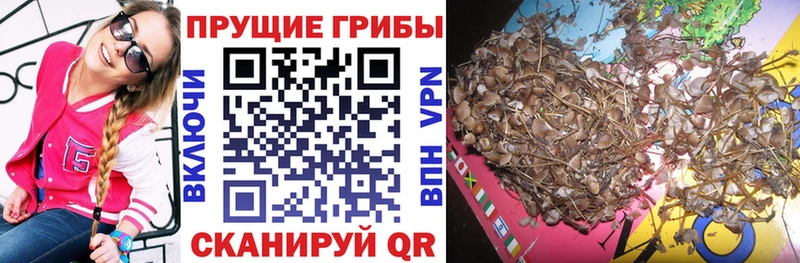 Псилоцибиновые грибы Psilocybe  где купить наркотик  Могоча 
